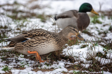 duck in snow