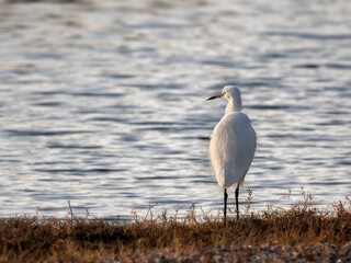 Little egret (Egretta garzetta) standing on shore of freshwater scrape