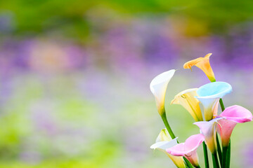 beautiful calla lily with nice background color