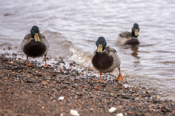 ducks on the lake