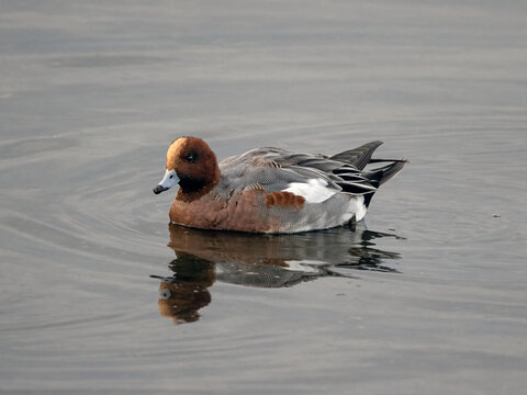Male Wigeon (Anas penelope) on water