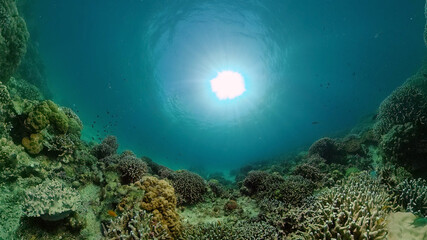 Colourful tropical coral reef. Scene reef. Seascape under water. Philippines.