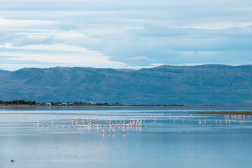 Pink flamingos eating plankton in the Lago Argentino in El Calafate