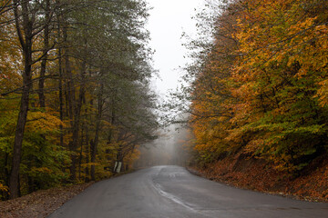 road in autumn forest IRAN