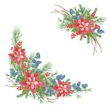 Christmas frame with poinsettia, greenery, spruce, pine tree twig and holly berries. New Year design decoration garland. Isolate on white background.