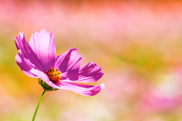 Beautiful Wide Angle flower background. Panoramic floral wallpaper with pink chrysanthemum flowers close up