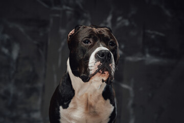 Purebred dog staffordshire bullterrier breed against dark background