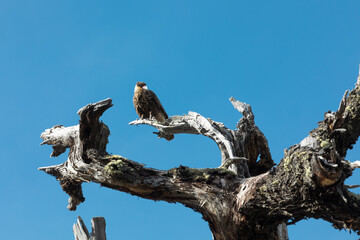 An eagle sitting on the branch of a dead tree