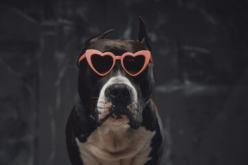 Stylish purebred bullterrier dog with heart shaped sunglasses