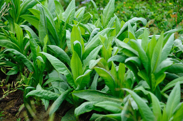 Green leaf lettuce in growth at vegetable garden