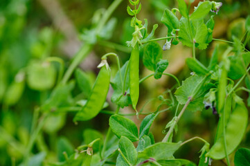 Growing green peas in garden, Organic farming