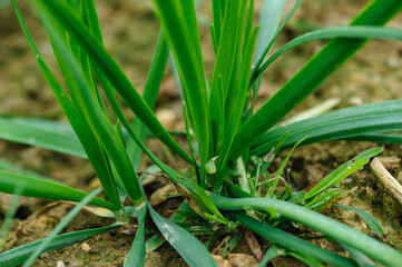 Green leek leaves in growth at vegetable garden