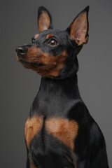 Fototapeta na wymiar Lovable canine pet with long ears and short black fur