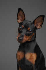 Little cute dog with black fur against gray background