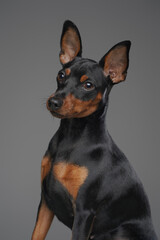 Fototapeta na wymiar Adorable miniature doggy with black fur against gray background