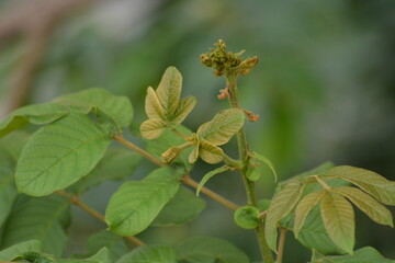 Spathodea campanulata, is commonly known as the African tulip tree and planted extensively as an ornamental tree throughout the tropics and is much appreciated for its very showy reddish orange 