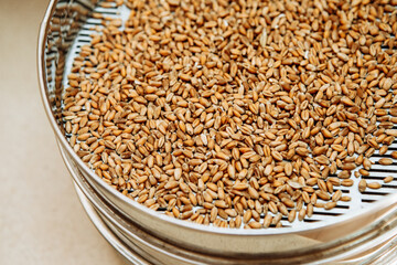 Mashing of milled malt grains for preparing malt. Process of brewing grain of barley.