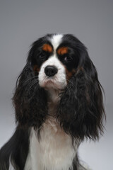 Pedigreed little doggy with fluffy fur isolated on gray