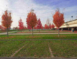 autumn in the city, red foliage of trees in the parking lot of the mall