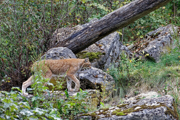 Luchs