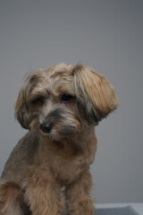 Portrait of small purebred doggy against gray background