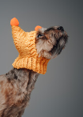 Funny yorkshire terrier puppy wearing orange canine cap