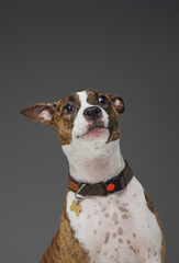 Funny american staffordshire dog with collar against gray background