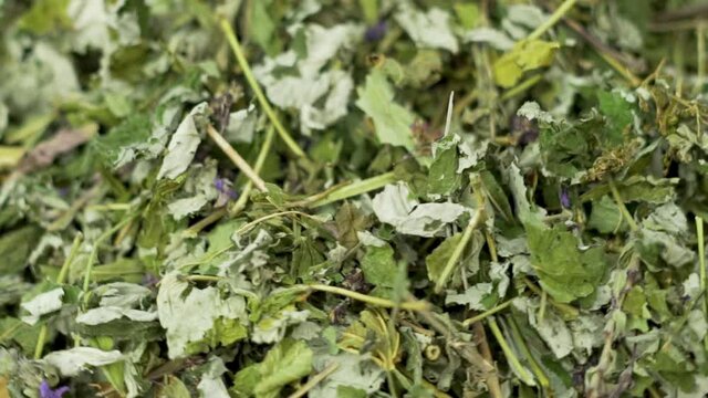 Dried Medicinal Herbs, Green Herbal Tea, Natural Medicinal Herbal Tea, Macro, Rotation. Background of Medicinal Herbs, Folk Medicine.