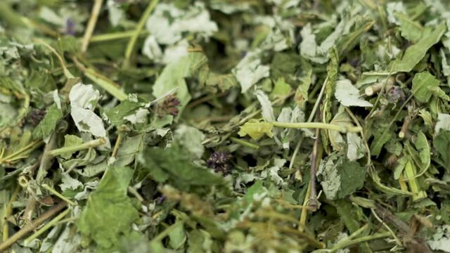 Green Herbal Natural Tea for Weight Loss, Detoxification, Macro, Spin, Isolated. Slimming Green Tea Background. Weight Loss Drinks and Foods.