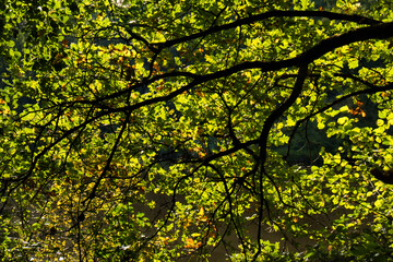 Green leaves starting to turn yellow in the Palatinate forest of Germany on a sunny fall afternoon.