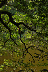 Tree branch with green leaves over green water in a small lake in the Palatinate forest of Germany on a sunny fall afternoon.