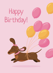 Greeting birthday card template. Cute dachshund run in love mood with air balloons isolated on pink background. 