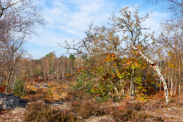Couleuvreux biological reserve in Fontainebleau forest