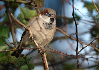 The house sparrow is a bird of the sparrow family Passeridae, found in most parts of the world. It is a small bird that has a typical length of 16 cm and a mass of 24–39.5 g. 