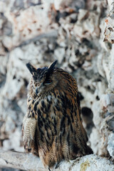 wild bird owl sitting on a forest tree
