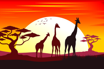 Giraffe silhouette. Silhouette of sunset in safari landscape