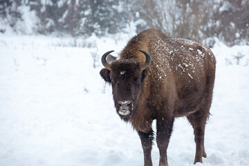 European bison (Bison bonasus) in the Skole Beskydy national park in winter, Carpathians, Ukraine