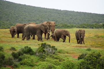 Fototapeta na wymiar Group of elephants
