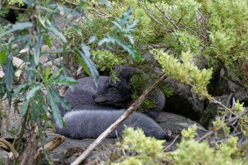 Polarfluchs im Sommerfell