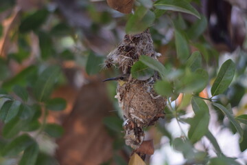 Hummingbird in Nest 