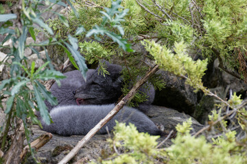 Polarfluchs im Sommerfell