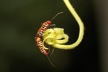 A pair of red cotton bugs (Dysdercus cingulatus) are mating on bush.