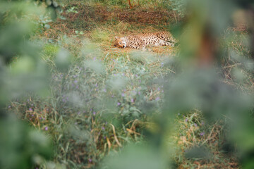 cheetah sleeps in the shade of wildlife trees