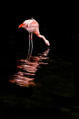 Tuinposter pink flamingo on a black © Hristo Shanov