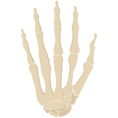 Bones of the human hand. Vector illustration.