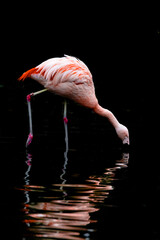 pink flamingo on a black