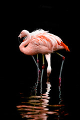 pink flamingo in water