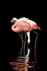 Keuken spatwand met foto pink flamingo in water © Hristo Shanov