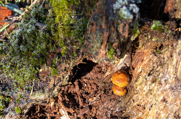 mushroom on tree