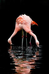 Gordijnen pink flamingo on a black background © Hristo Shanov